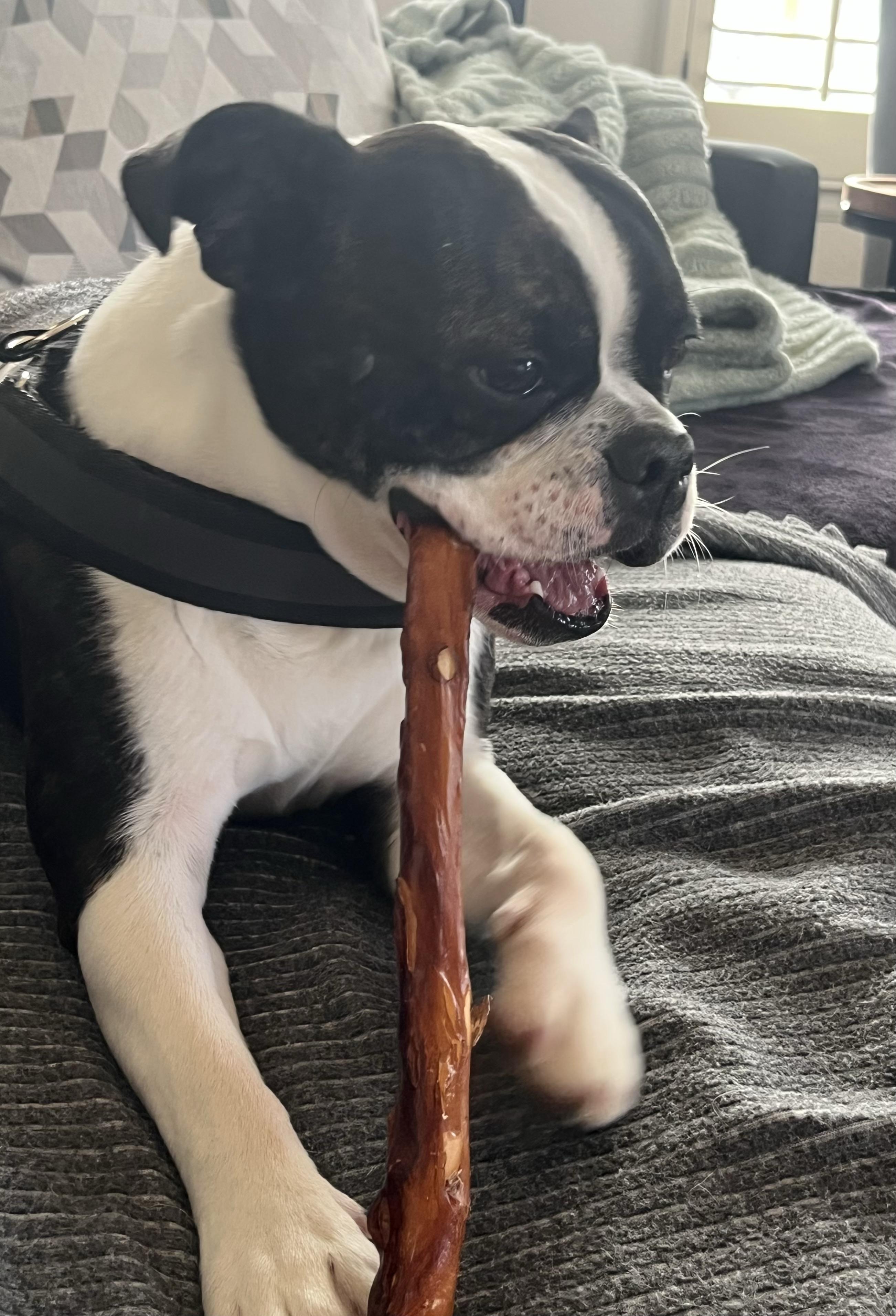 Gemma in CO, a ADOPTABLE Boston Terrier in Littleton, CO image 2/4