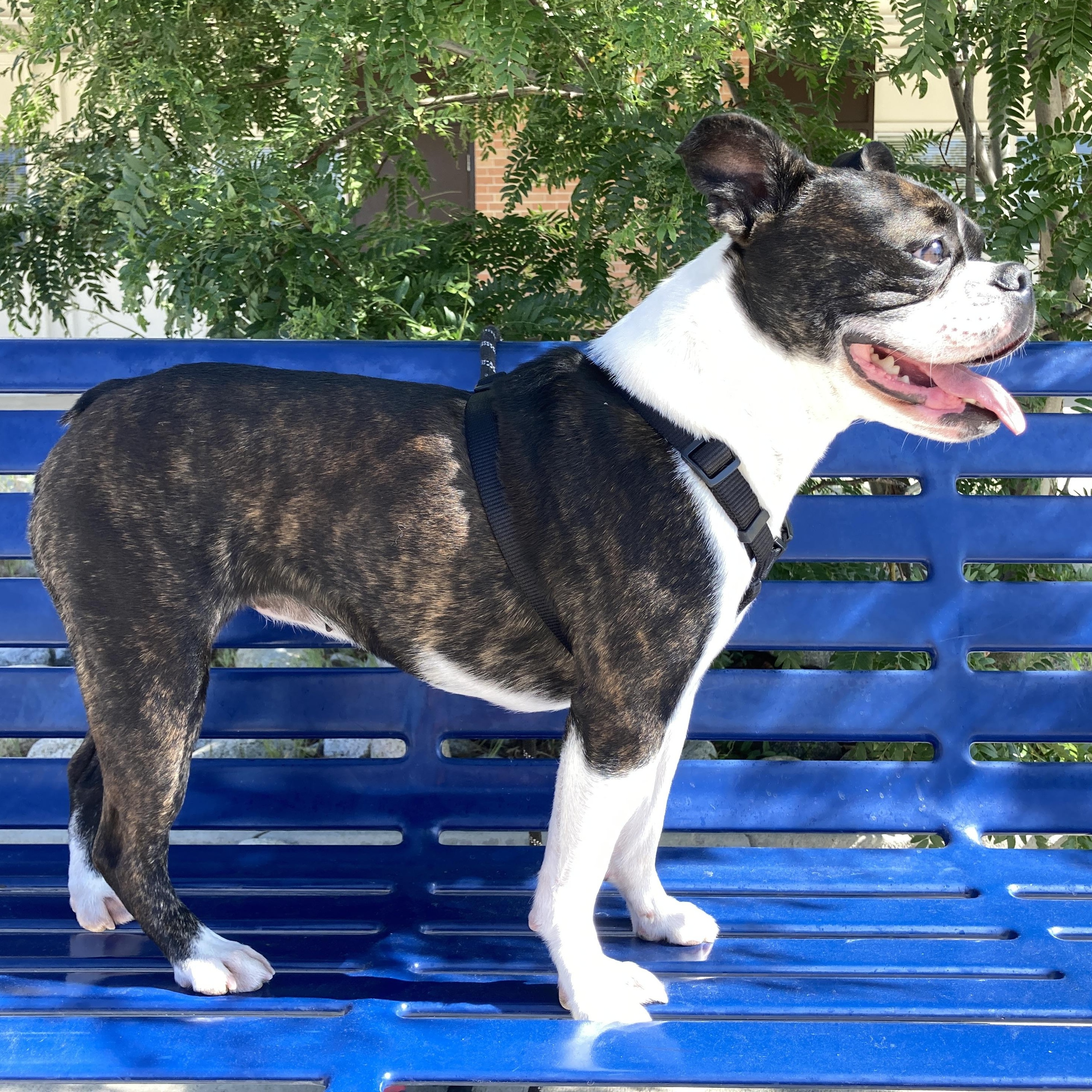 Gemma in CO, an adoptable Boston Terrier in Littleton, CO image 4/6