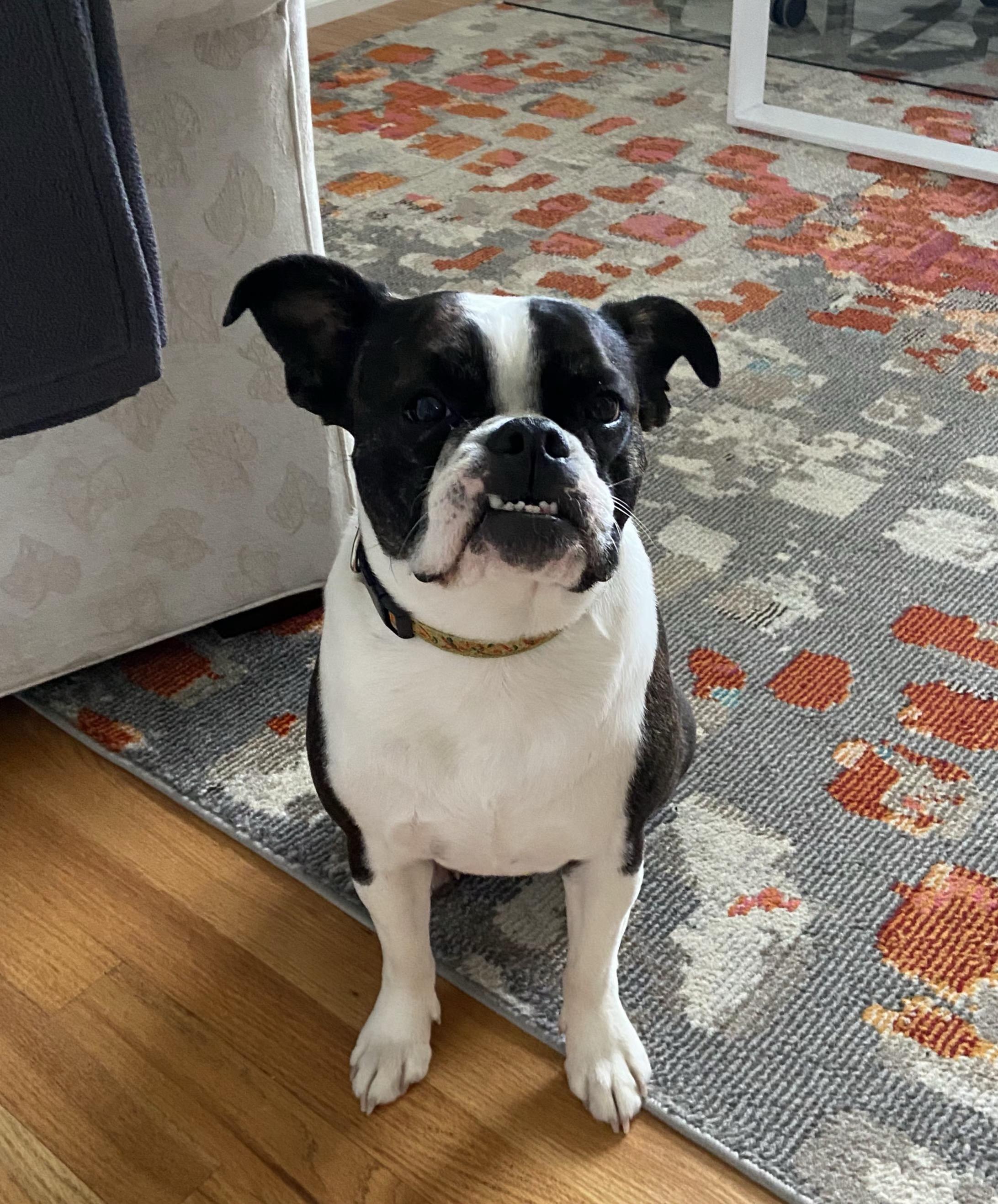 Gemma in CO, a ADOPTABLE Boston Terrier in Littleton, CO image 1/4