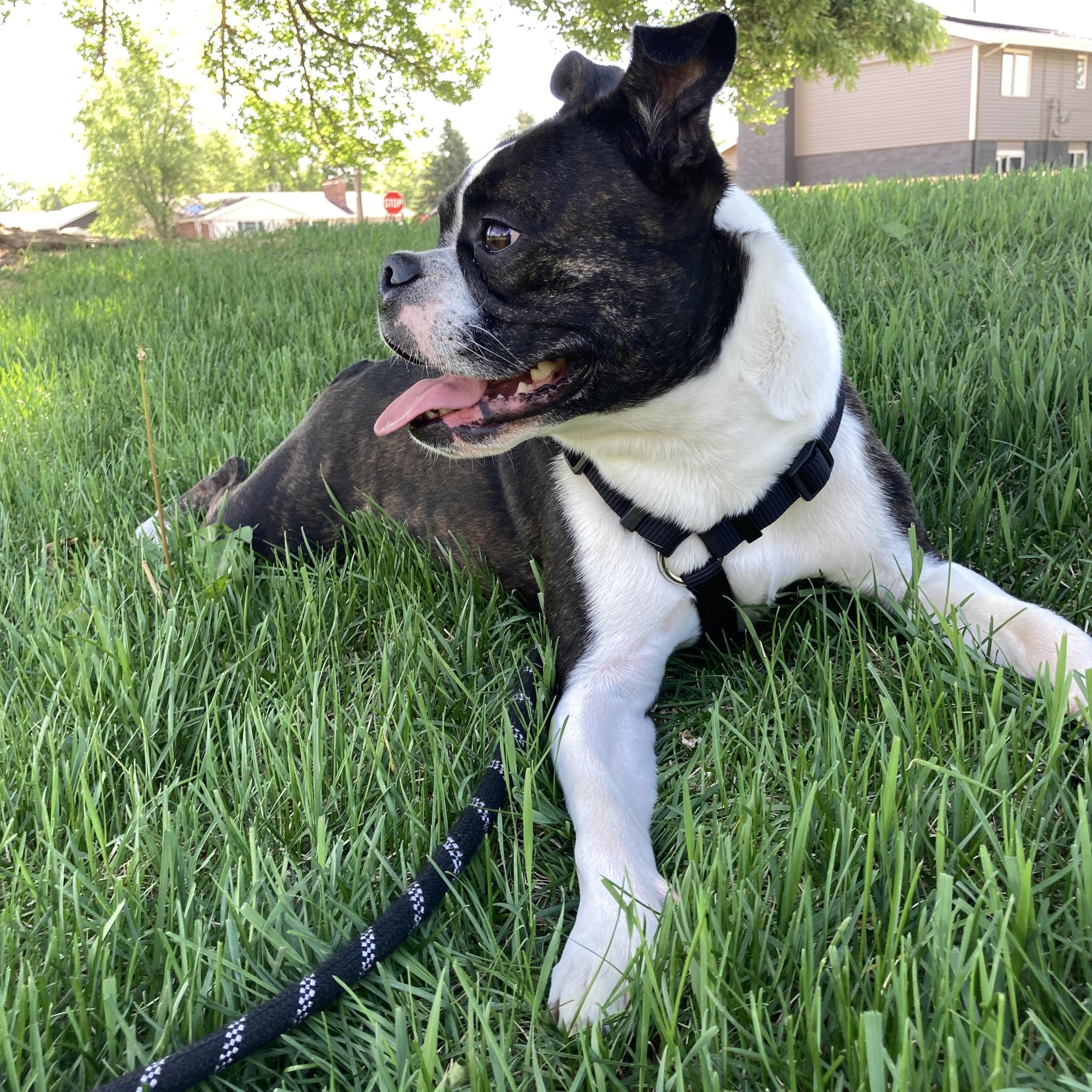 Gemma in CO, an adoptable Boston Terrier in Littleton, CO image 5/6