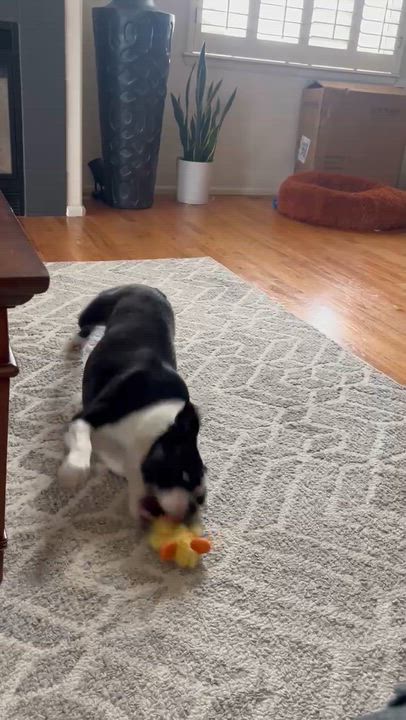 Enlarge Gemma in CO, a ADOPTABLE Boston Terrier in Littleton, CO video 4/4