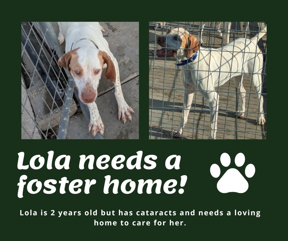 Enlarge Needs Foster Lola (IA), a ADOPTABLE English Pointer in Bridgeton, NJ image 1/1