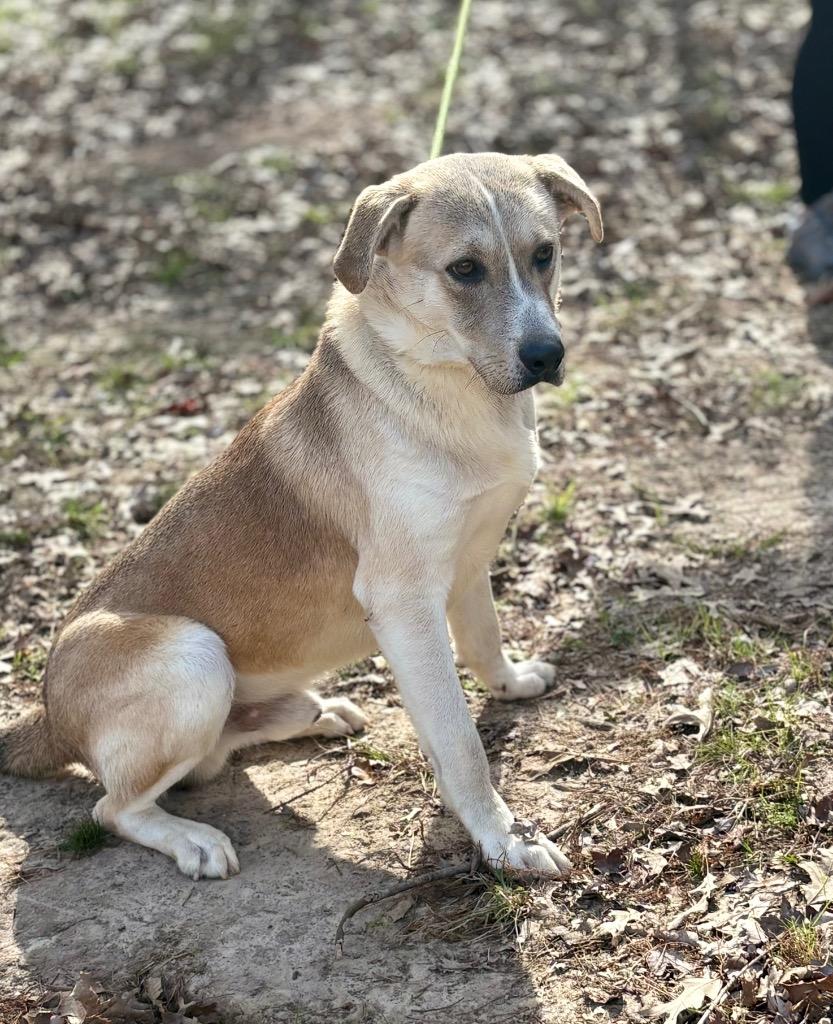 Walnut, Adoptable, Adult Male Shepherd.