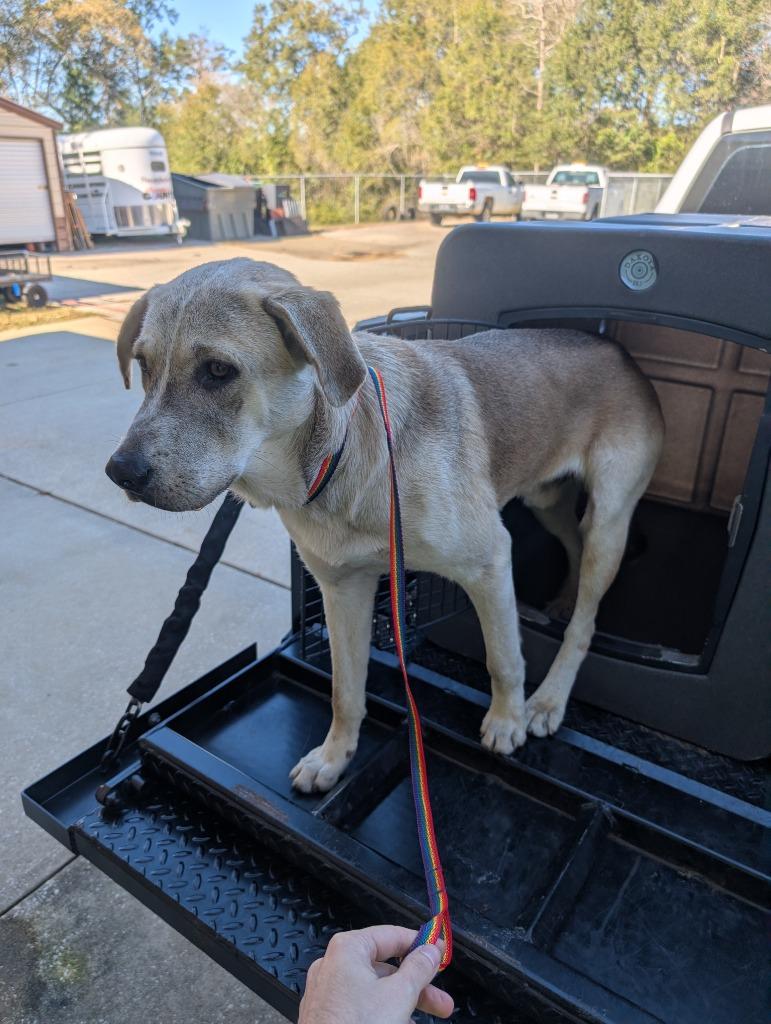 Walnut, Adoptable, Adult Male Shepherd.