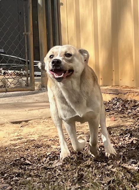 Walnut, a Adoptable mixed breed in Nacogdoches, TX image 2/6