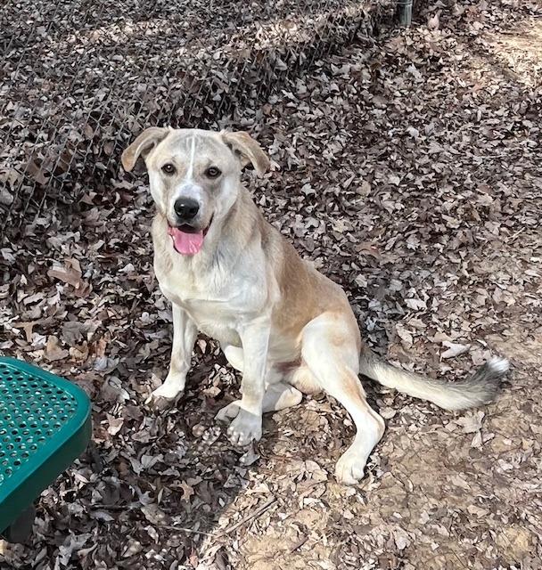 Walnut, a Adoptable mixed breed in Nacogdoches, TX image 3/6