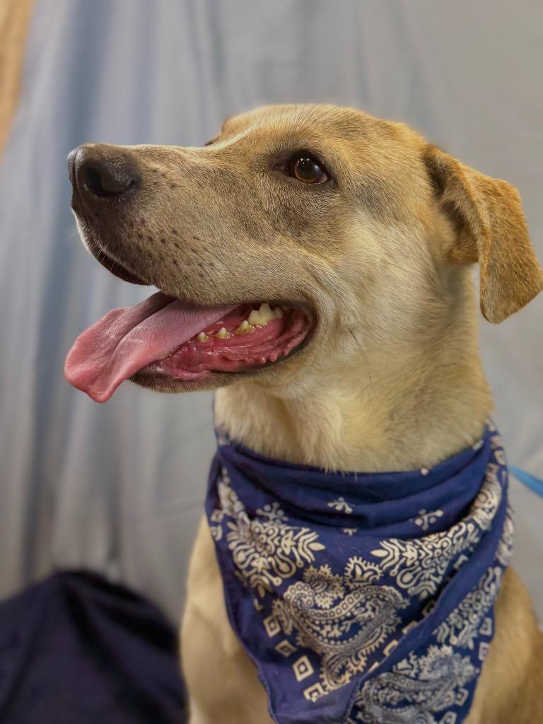 Walnut, a Adoptable mixed breed in Nacogdoches, TX image 4/6