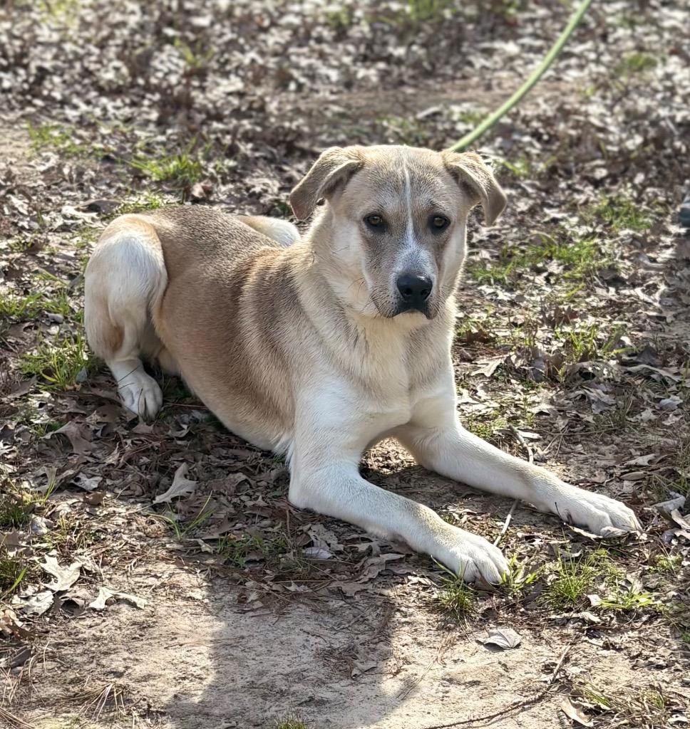 Walnut, a Adoptable mixed breed in Nacogdoches, TX image 5/6