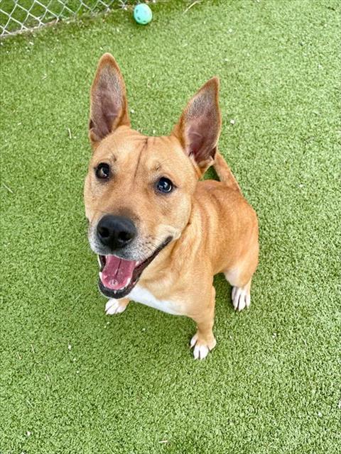 CAMILA, Adoptable, Adult Female Pit Bull Terrier & German Shepherd Dog.