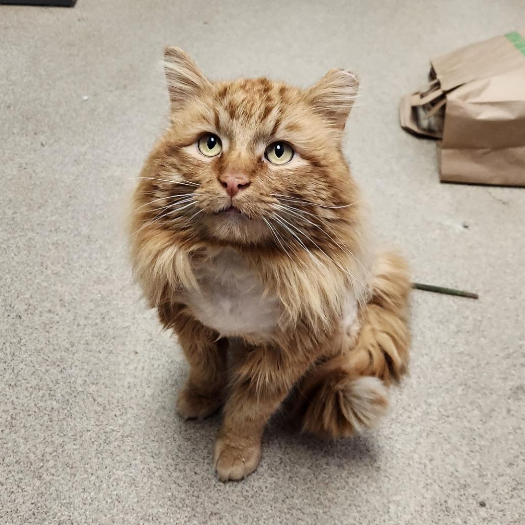 Tango, Adoptable, Adult Male Domestic Long Hair.