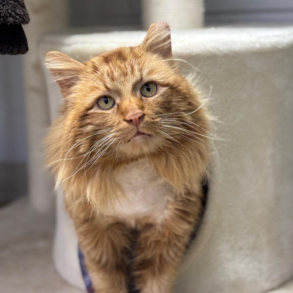 Tango, a Adoptable Domestic Long Hair in Brookfield, WI image 2/6