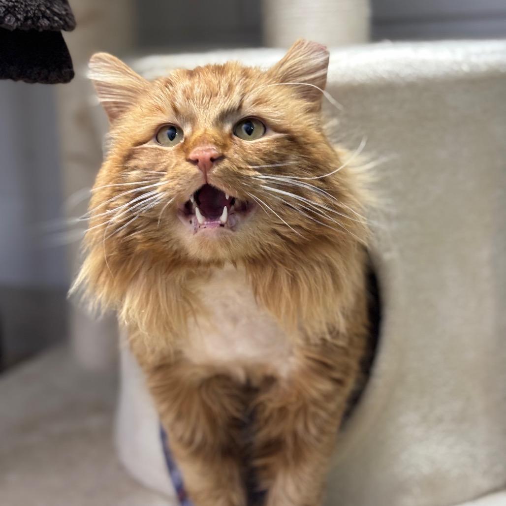 Tango, a Adoptable Domestic Long Hair in Brookfield, WI image 4/6