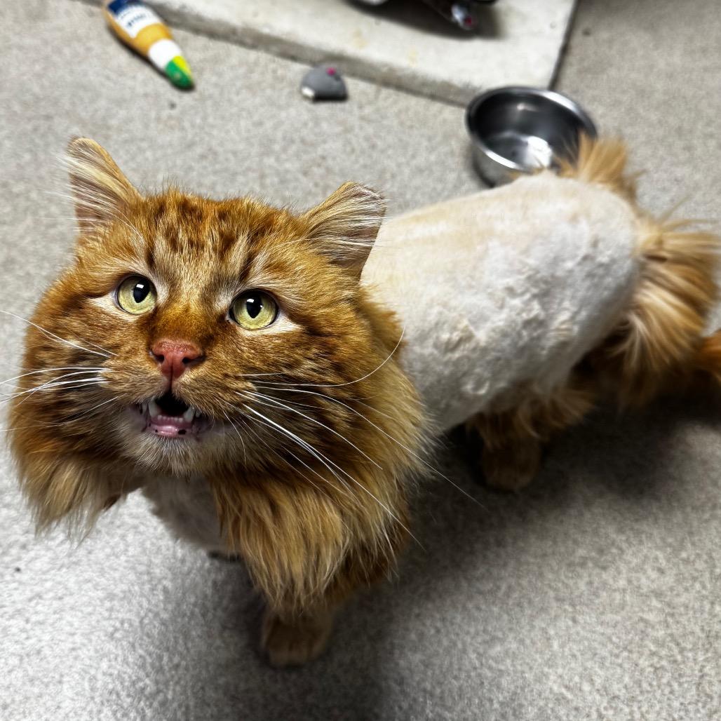 Tango, a Adoptable Domestic Long Hair in Brookfield, WI image 5/6