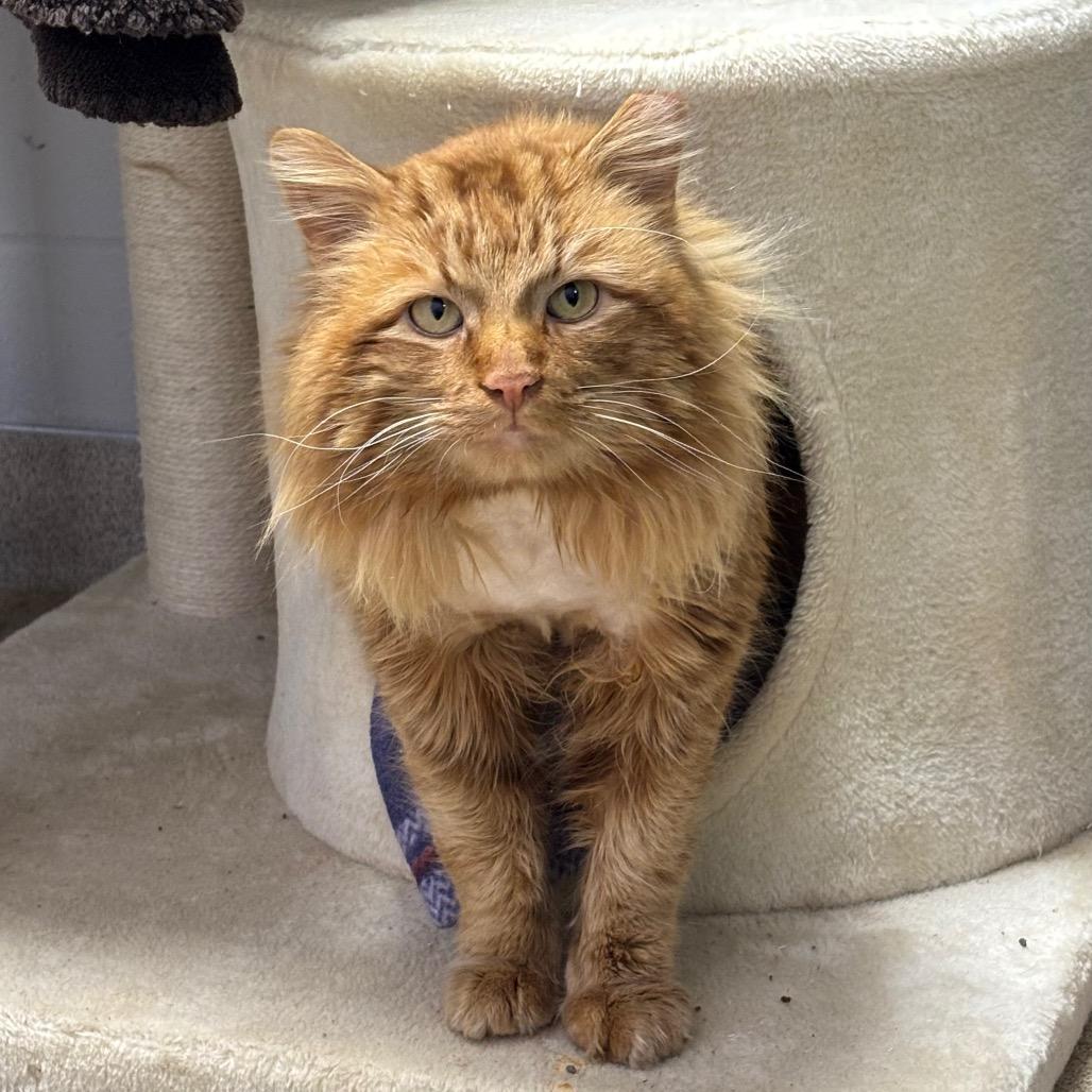 Tango, a Adoptable Domestic Long Hair in Brookfield, WI image 6/6