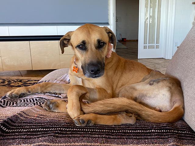 PHOEBE, Adoptable, Adult Female German Shepherd Dog & Mixed Breed.