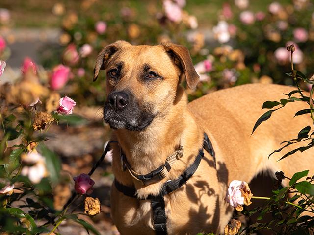 PHOEBE, Adoptable, Adult Female German Shepherd Dog & Mixed Breed.
