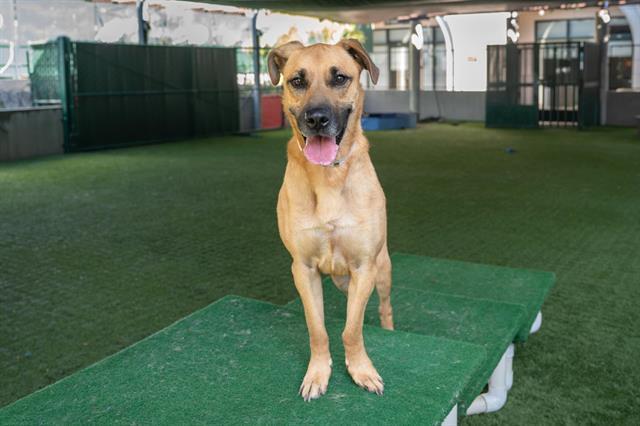 PHOEBE, Adoptable, Adult Female German Shepherd Dog & Mixed Breed.