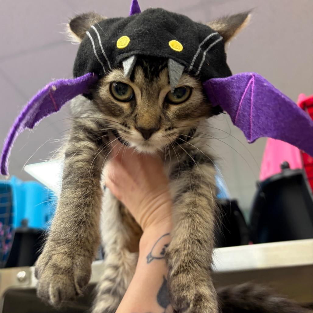 Skittles, Adoptable, Kitten Female Domestic Short Hair.