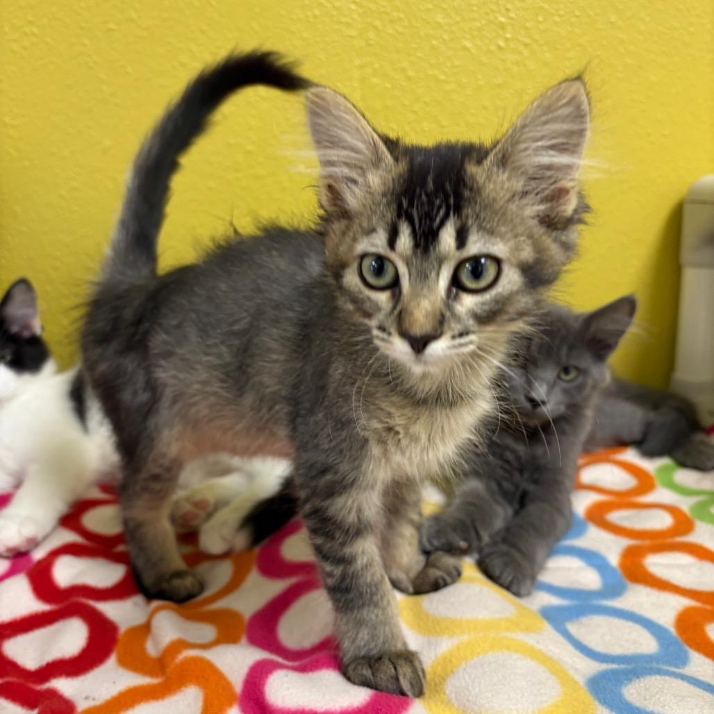 Enlarge Skittles, a Adoptable Domestic Short Hair in Keizer, OR image 2/5
