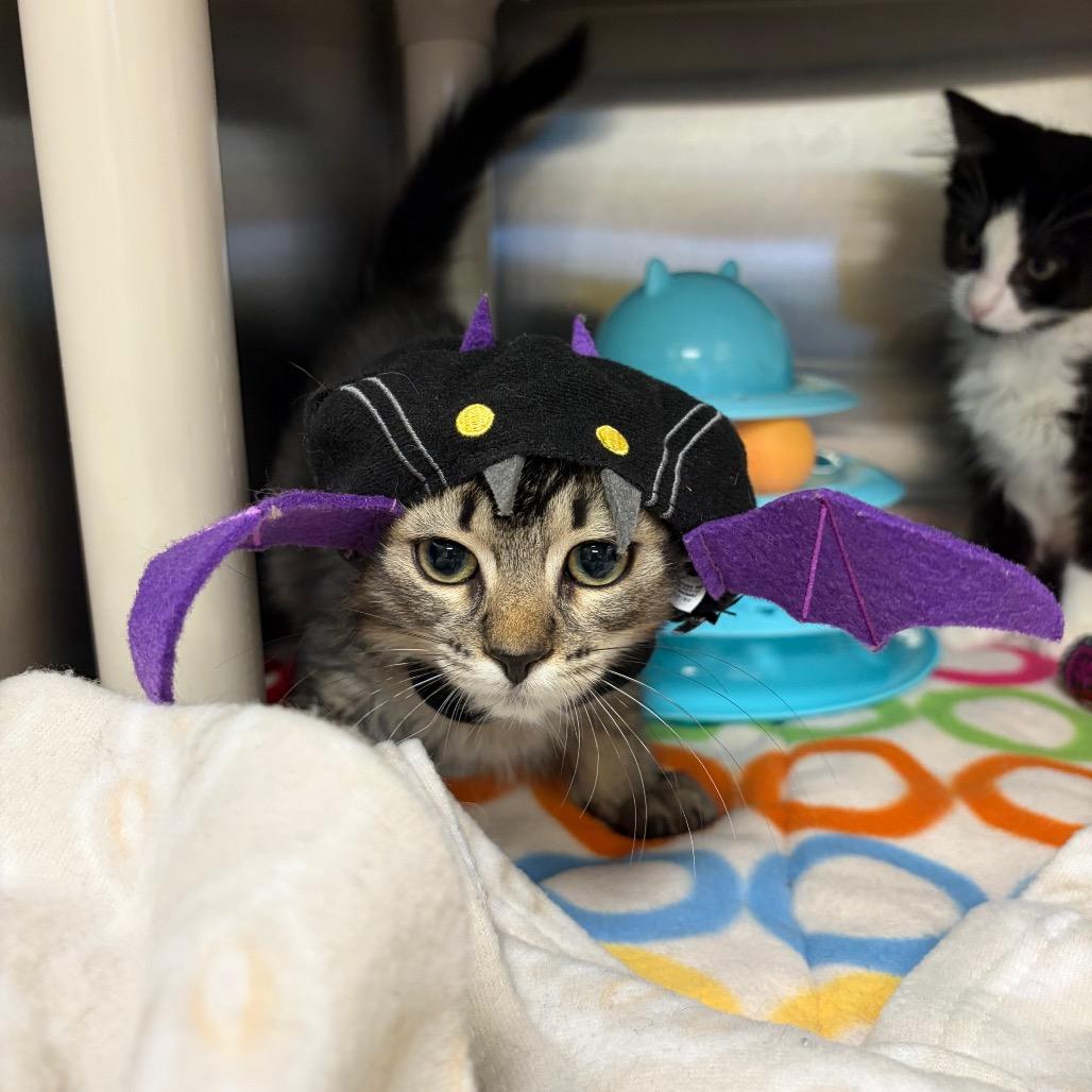 Enlarge Skittles, a Adoptable Domestic Short Hair in Keizer, OR image 3/5