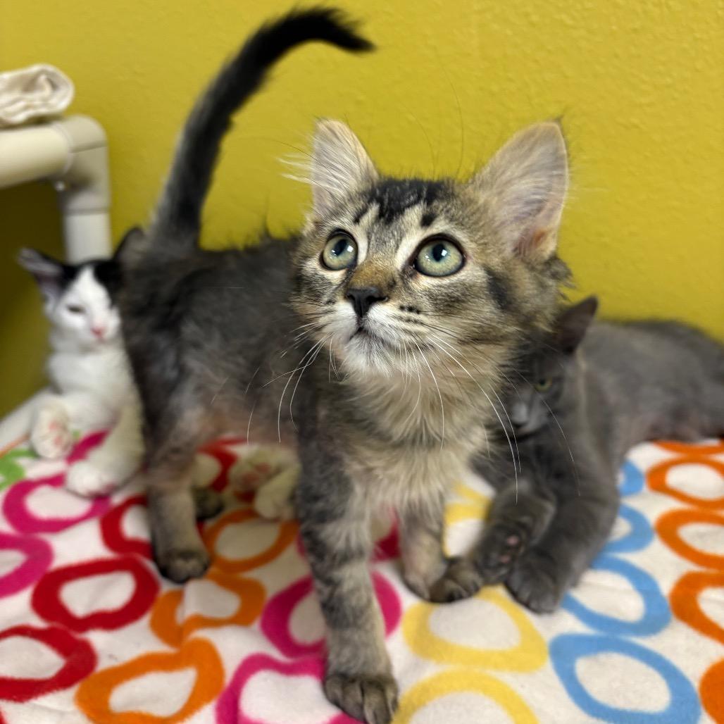 Enlarge Skittles, a Adoptable Domestic Short Hair in Keizer, OR image 4/5
