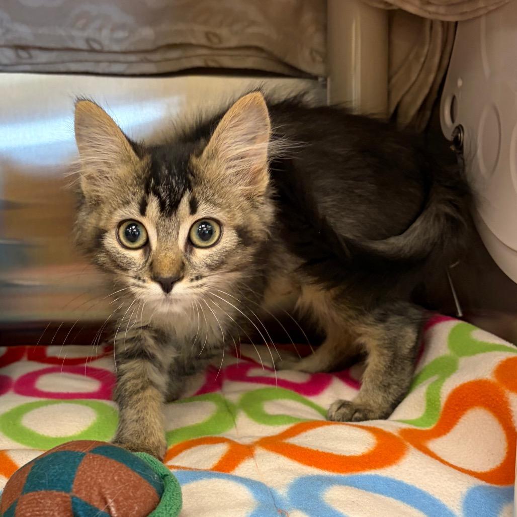 Enlarge Skittles, a Adoptable Domestic Short Hair in Keizer, OR image 5/5