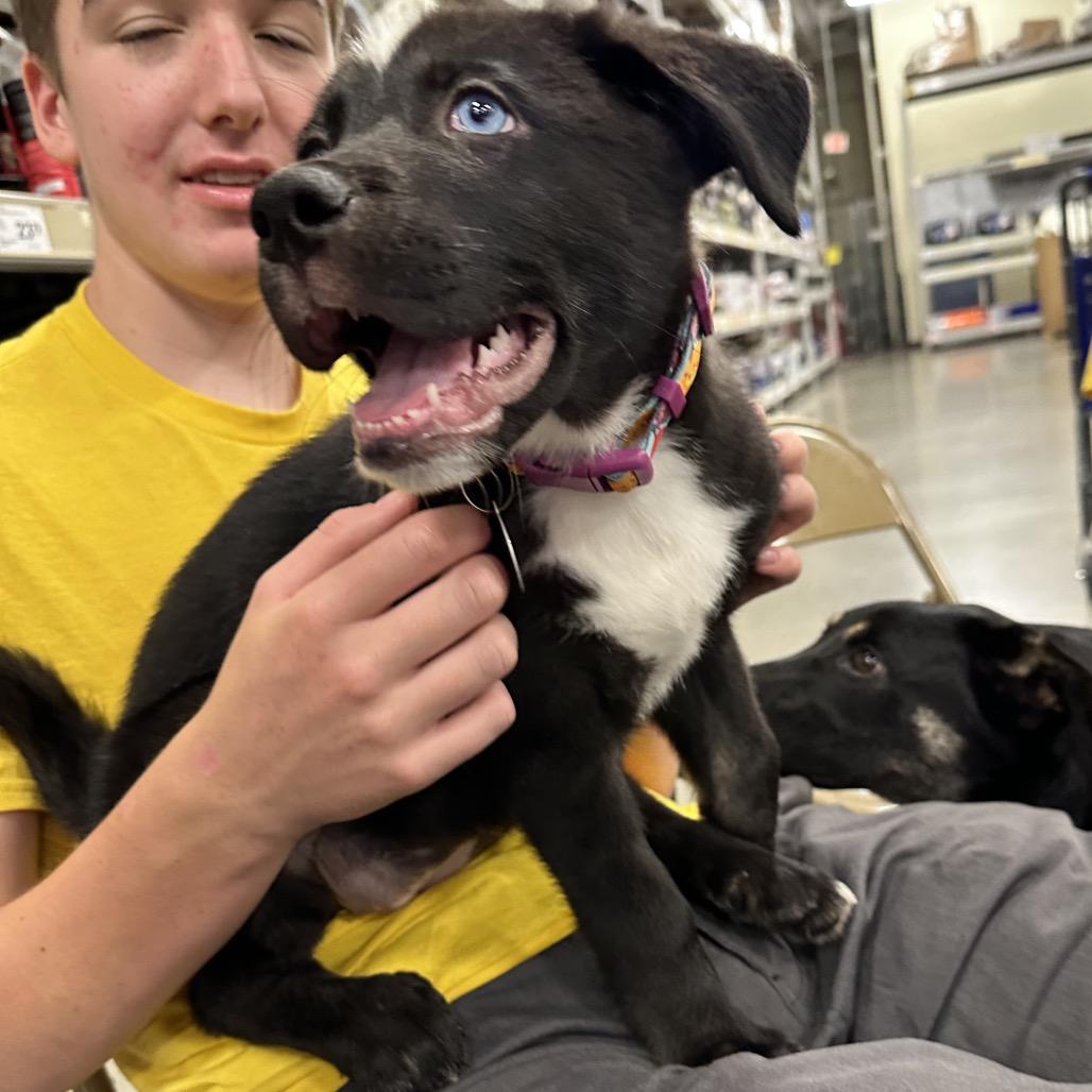Enlarge Mavy, a Adoptable Husky in Bellingham, WA image 4/4