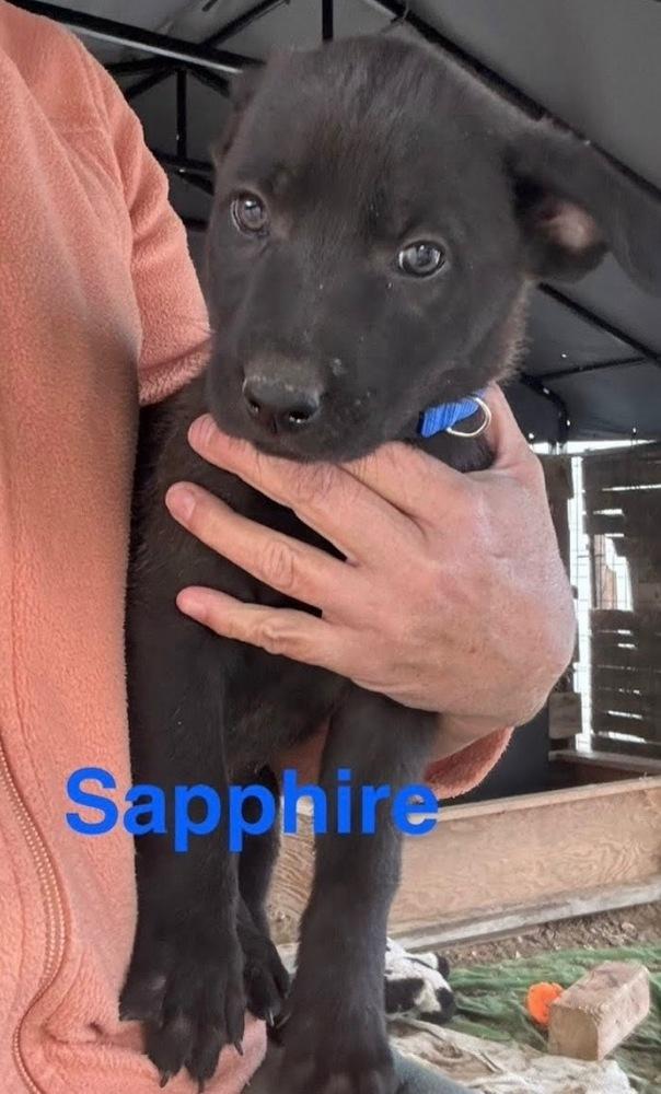 Sapphire, Adoptable, Puppy Female Shepherd.