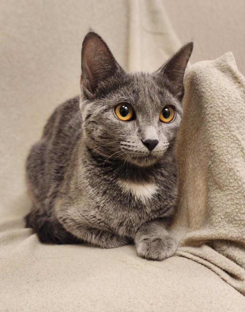 Dakota, Adoptable, Kitten Female Domestic Short Hair.