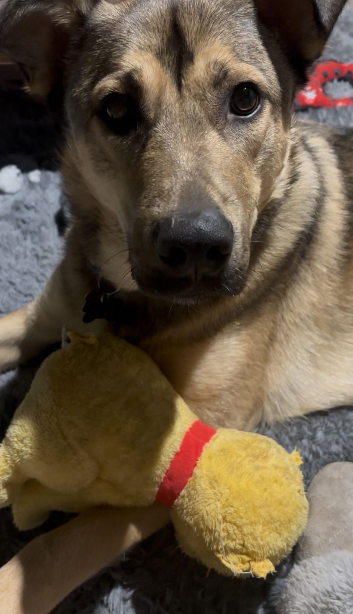 Scheppy, Adoptable, Young Male German Shepherd Dog.