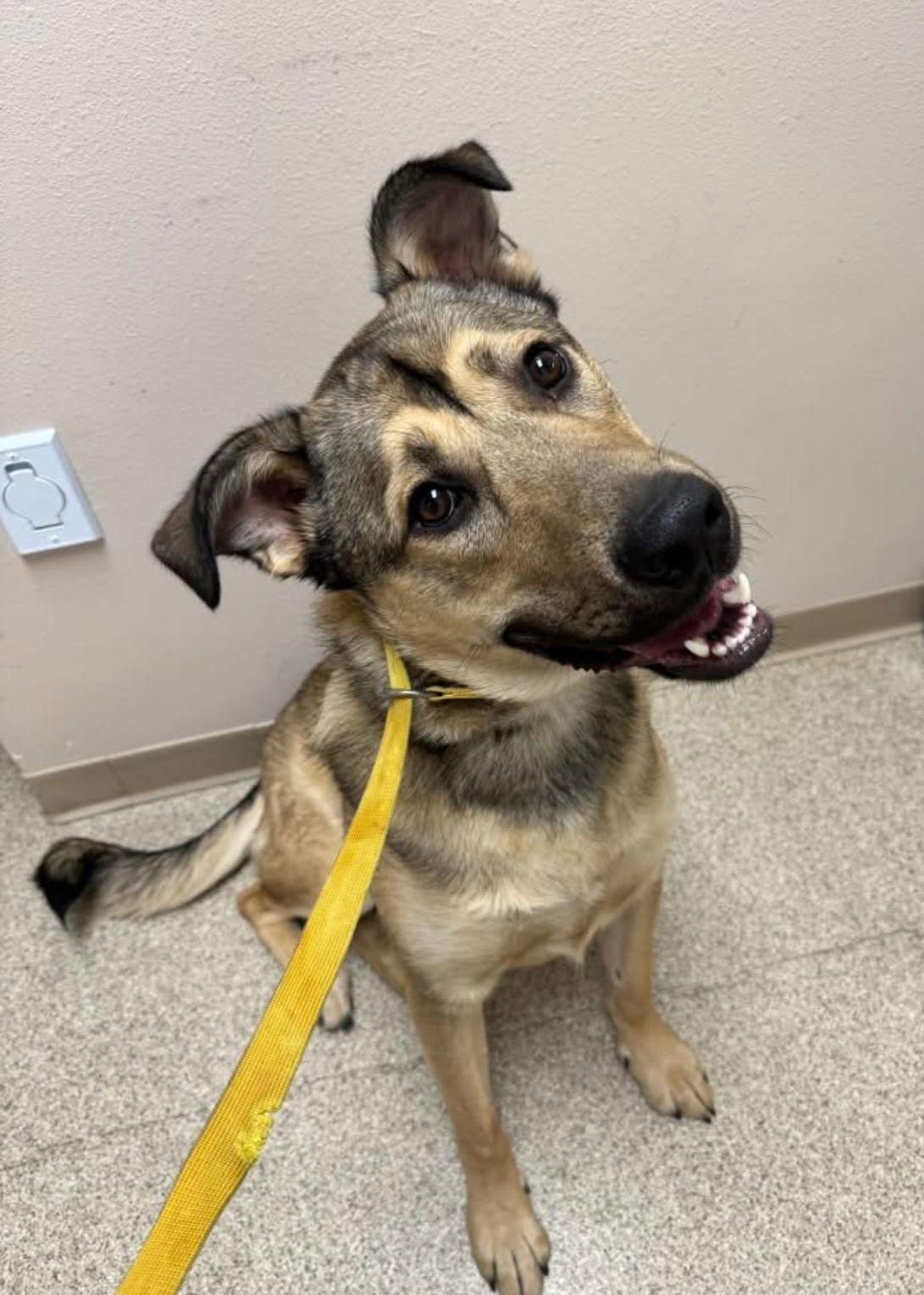 Scheppy, a Adoptable German Shepherd Dog in Grafton, WI image 1/3