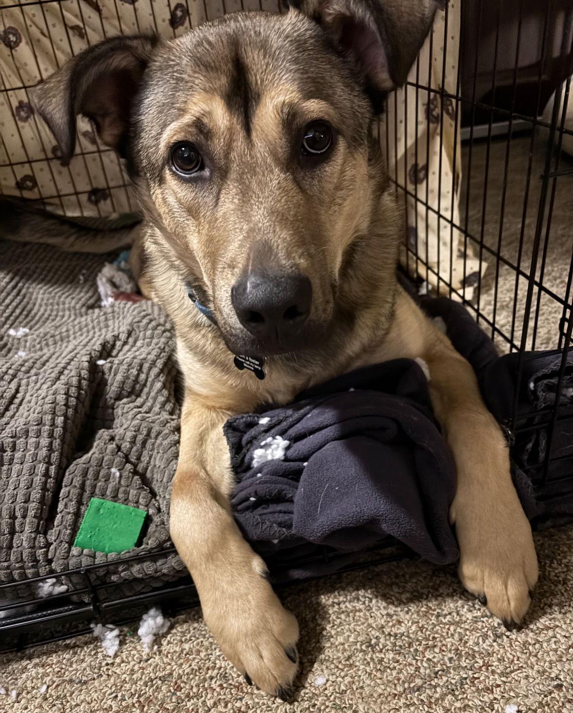 Enlarge Scheppy, a Adoptable German Shepherd Dog in Grafton, WI image 2/3