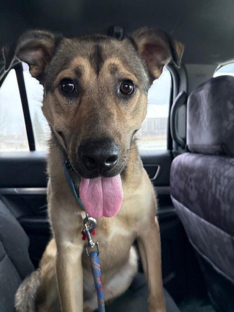 Scheppy, a Adoptable German Shepherd Dog in Grafton, WI image 2/3