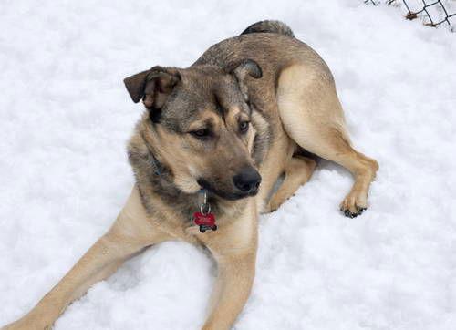 Enlarge Scheppy, a Adoptable German Shepherd Dog in Grafton, WI image 3/3