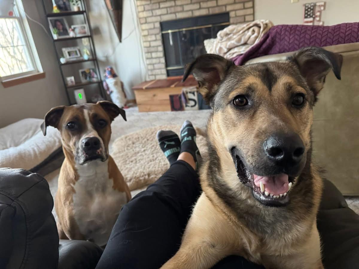 Enlarge Scheppy, a Adoptable German Shepherd Dog in Grafton, WI image 3/3