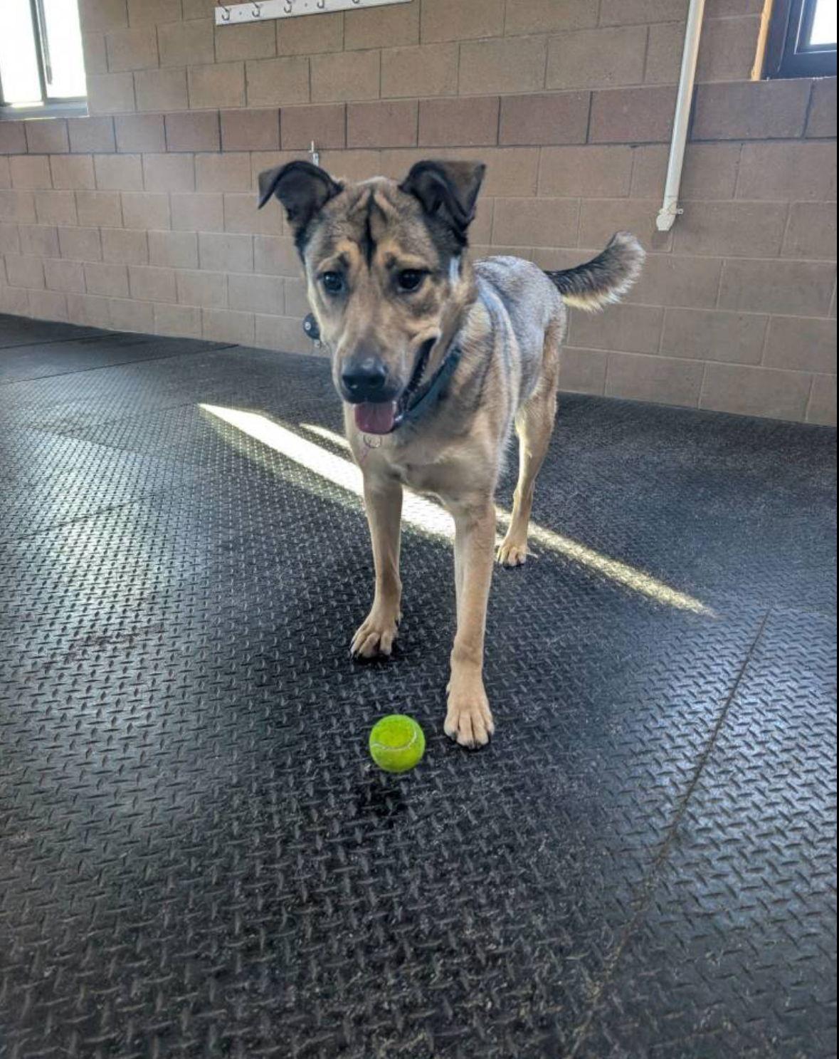 Scheppy, a Adoptable German Shepherd Dog in Grafton, WI image 3/3