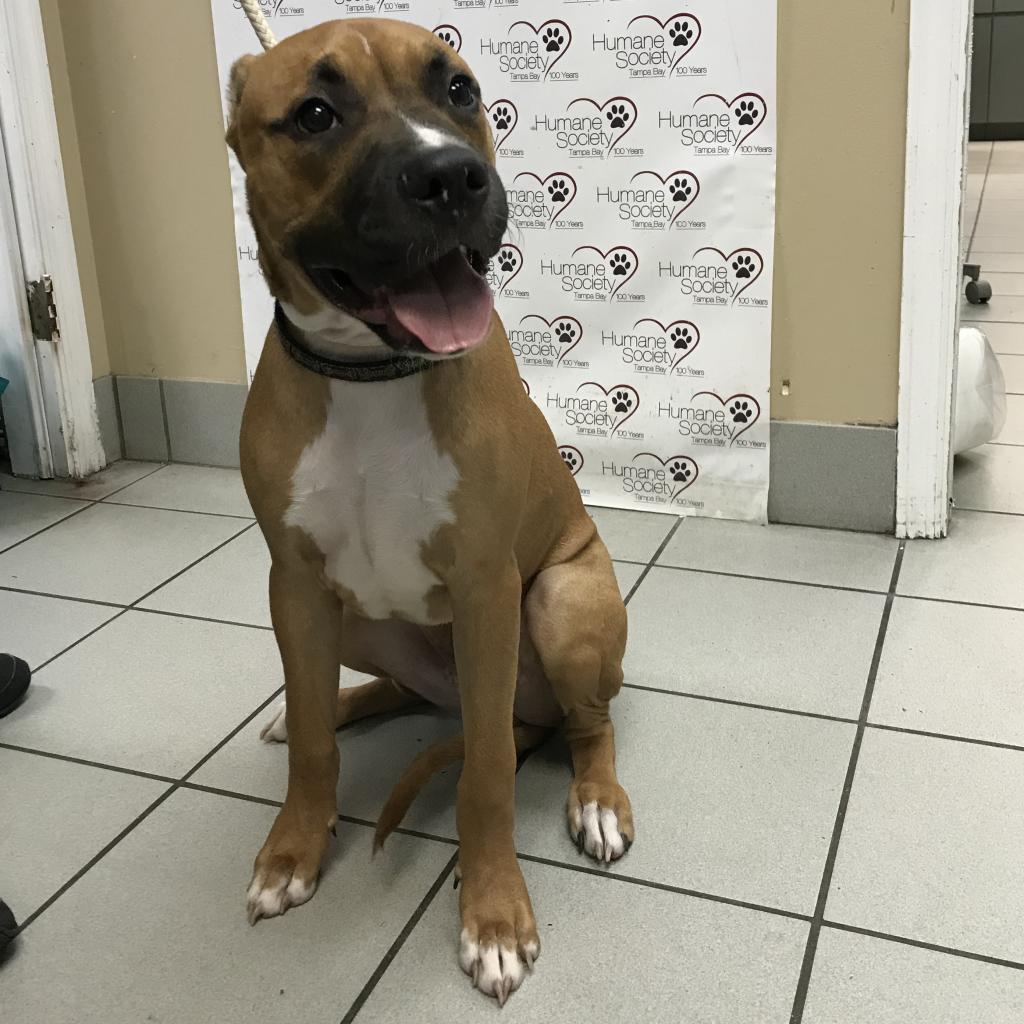 Rocky, Adoptable, Senior Male Terrier & Terrier.