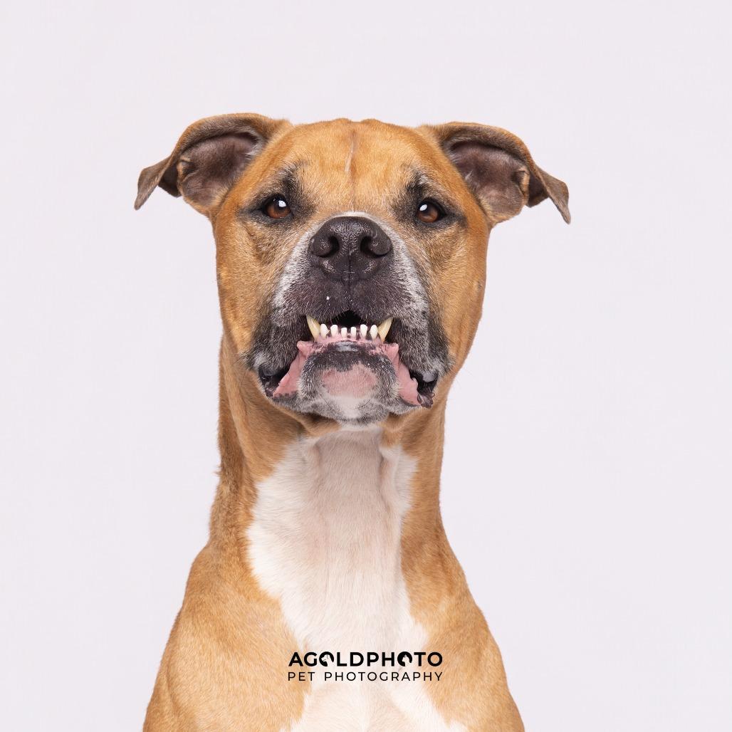 Enlarge Rocky, a Adoptable mixed breed in Tampa, FL image 2/4