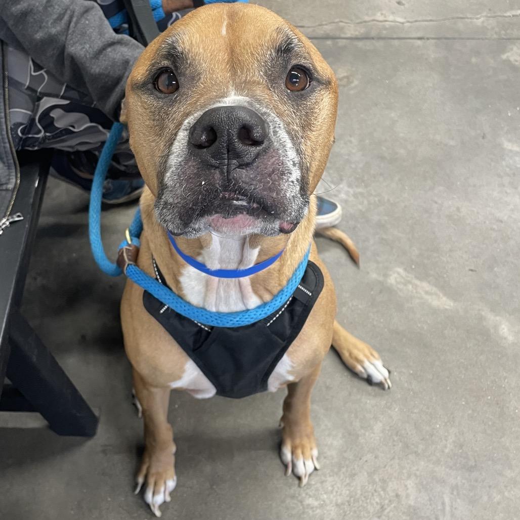 Enlarge Rocky, a Adoptable mixed breed in Tampa, FL image 4/4