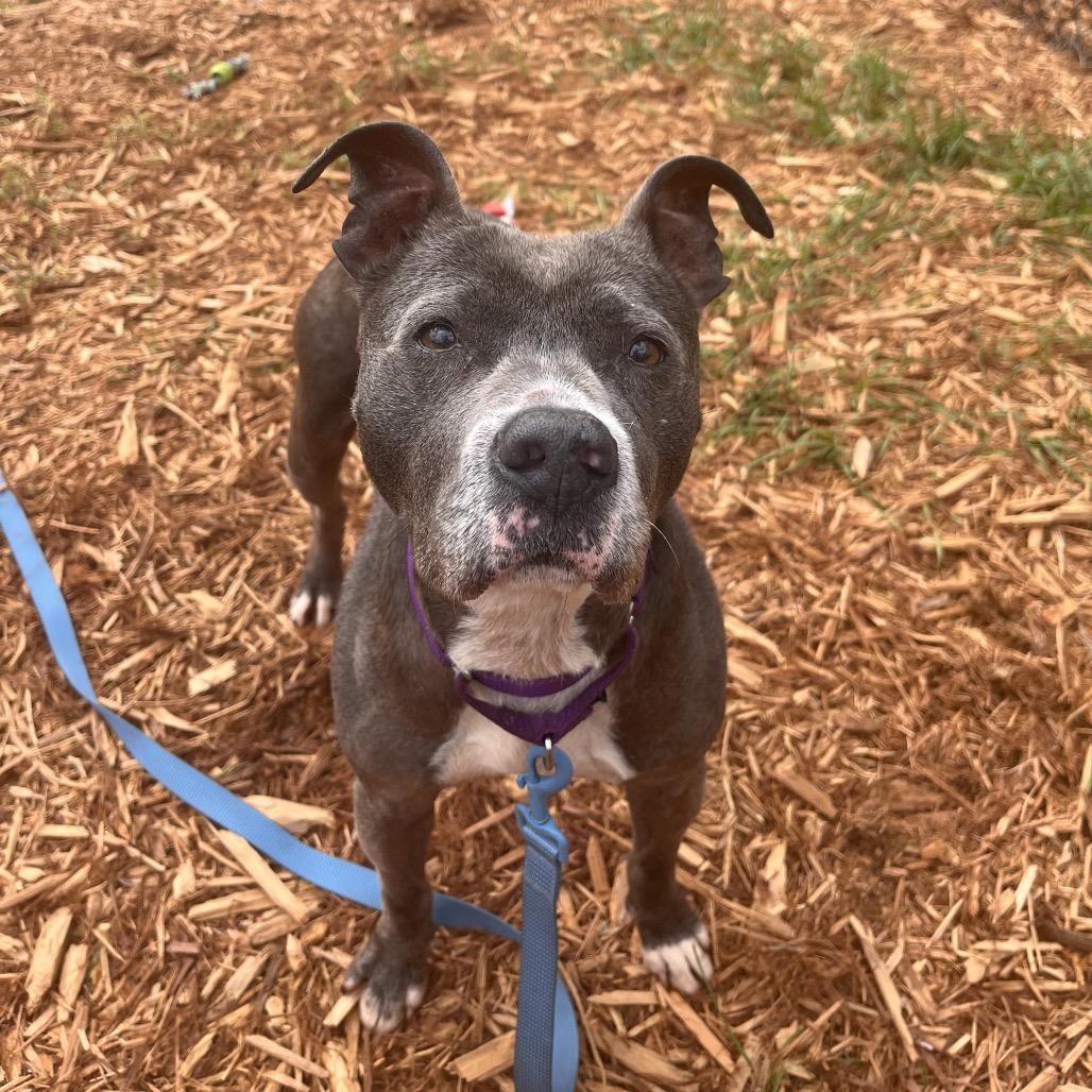 Suki, Adoptable, Senior Female Mixed Breed.