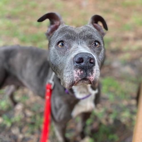 Enlarge Suki, a Adoptable Mixed Breed in Jacksonville, FL image 2/6