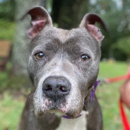Enlarge Suki, a Adoptable Mixed Breed in Jacksonville, FL image 3/6