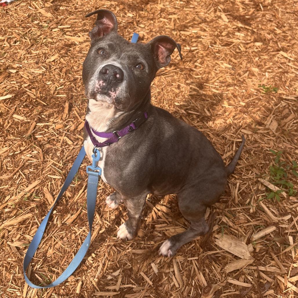 Enlarge Suki, a Adoptable Mixed Breed in Jacksonville, FL image 4/6