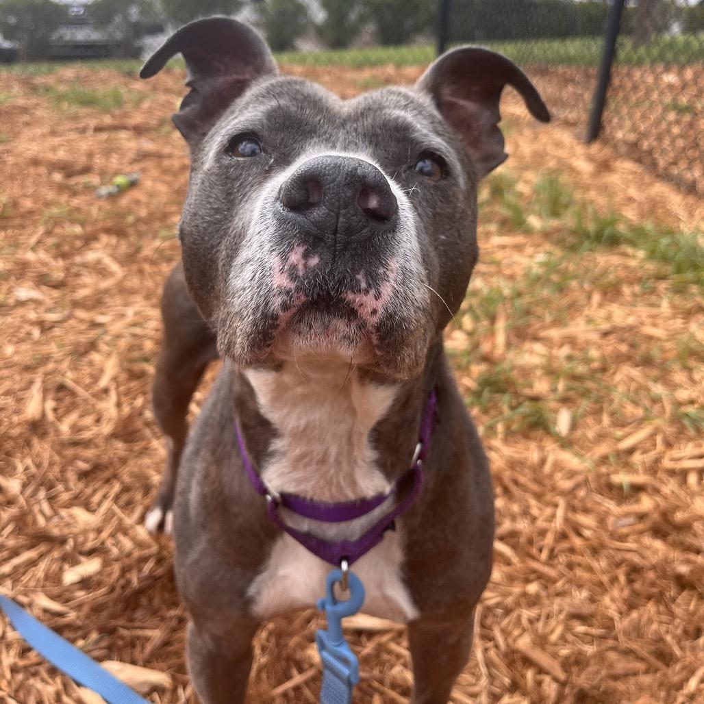 Enlarge Suki, a Adoptable Mixed Breed in Jacksonville, FL image 5/6