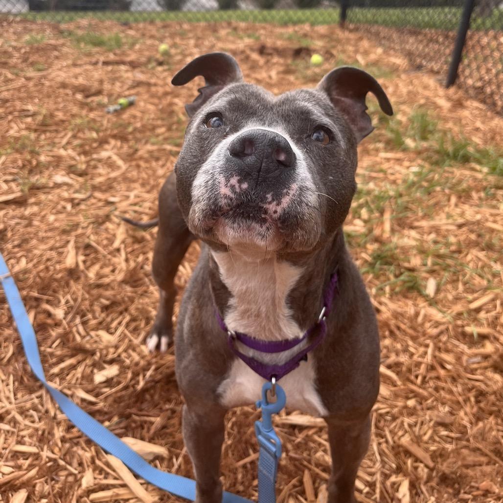 Enlarge Suki, a Adoptable Mixed Breed in Jacksonville, FL image 6/6