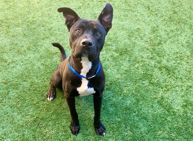 SALTY, Adoptable, Young Male Pit Bull Terrier & Mixed Breed.