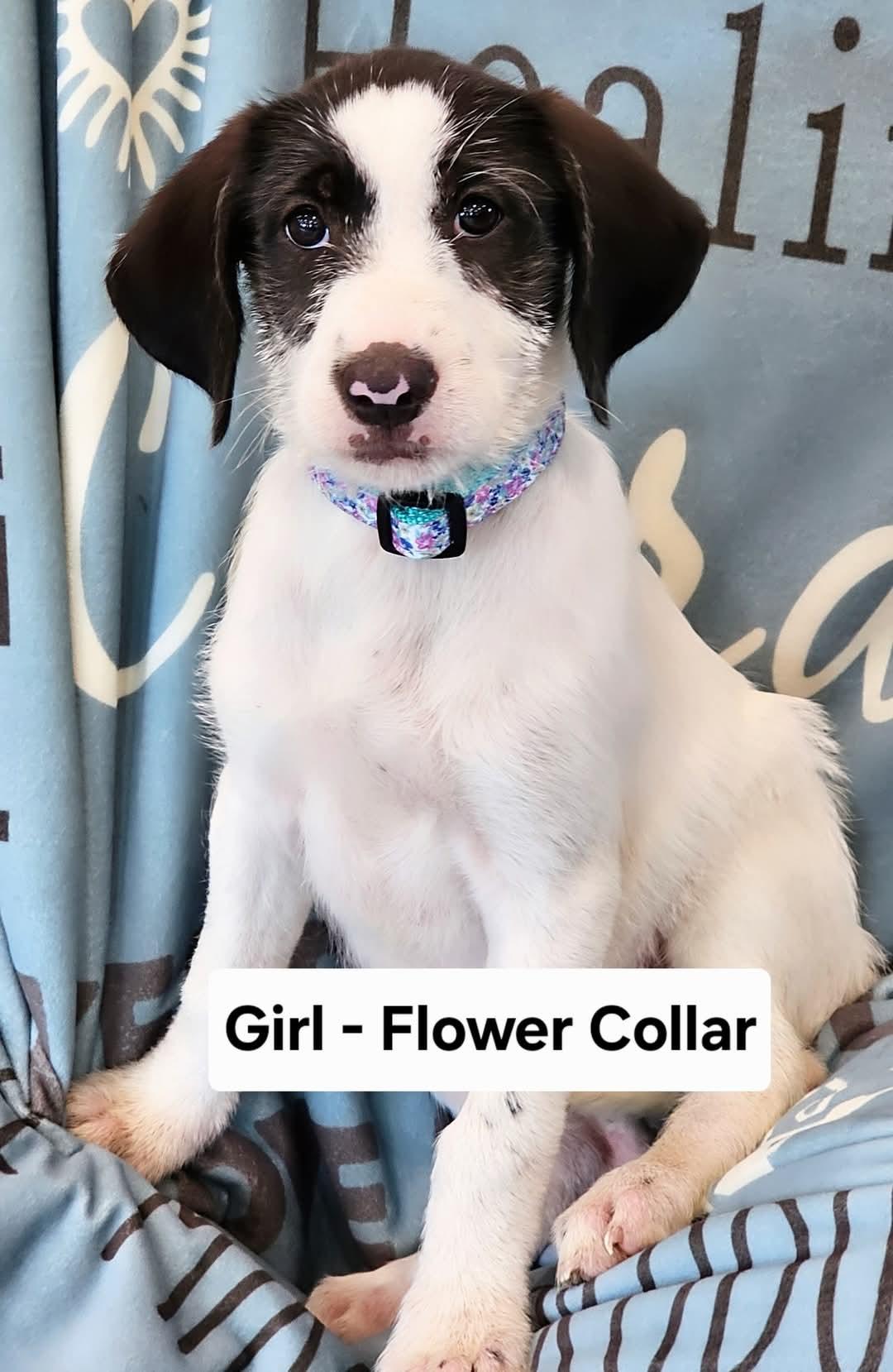 Ava, an adoptable Labradoodle, English Pointer in Watertown, CT, 06795 | Photo Image 1
