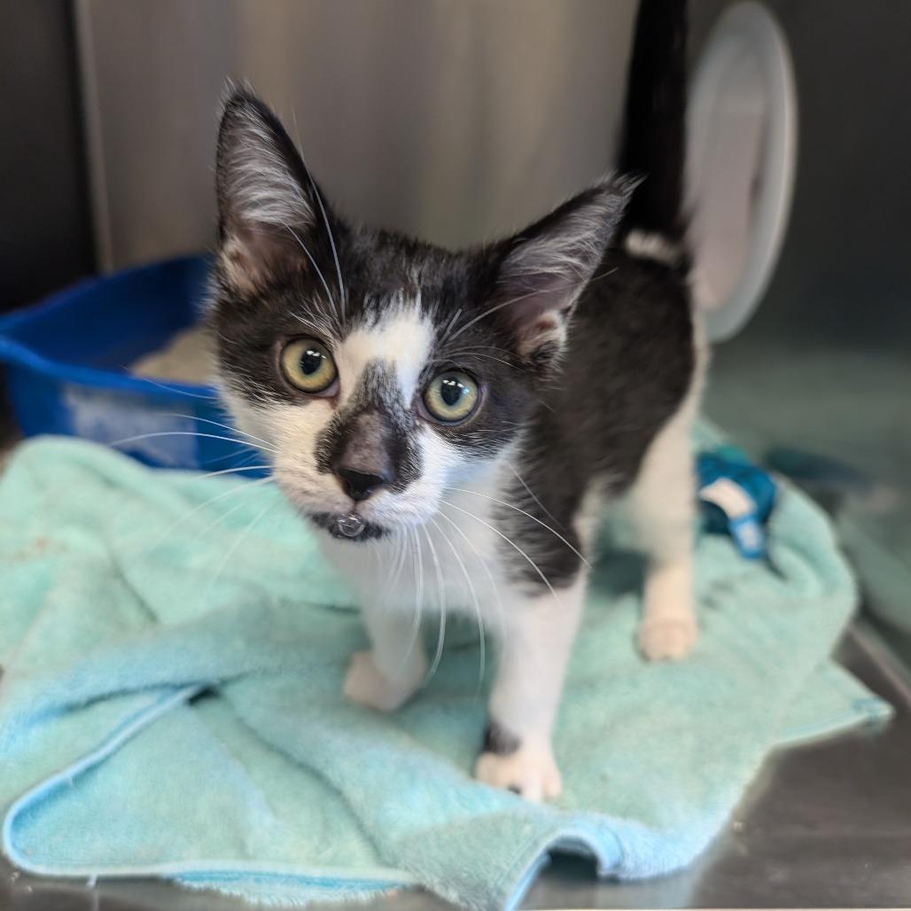 Enlarge Baby Bit, a Adoptable Domestic Short Hair in Hinesville, GA image 2/5