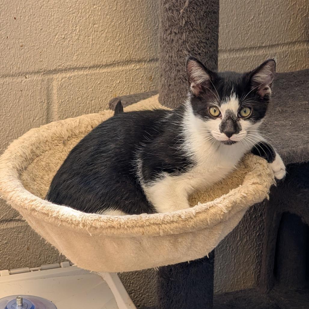 Enlarge Baby Bit, a Adoptable Domestic Short Hair in Hinesville, GA image 4/5