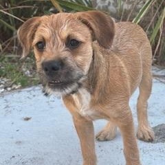 Hazel